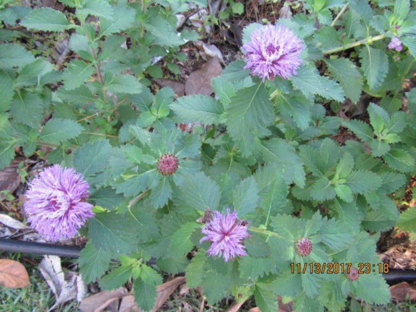 The Southern Bachelor Button (Centaurea moschata)  – September 2018 BOOM! Magazine