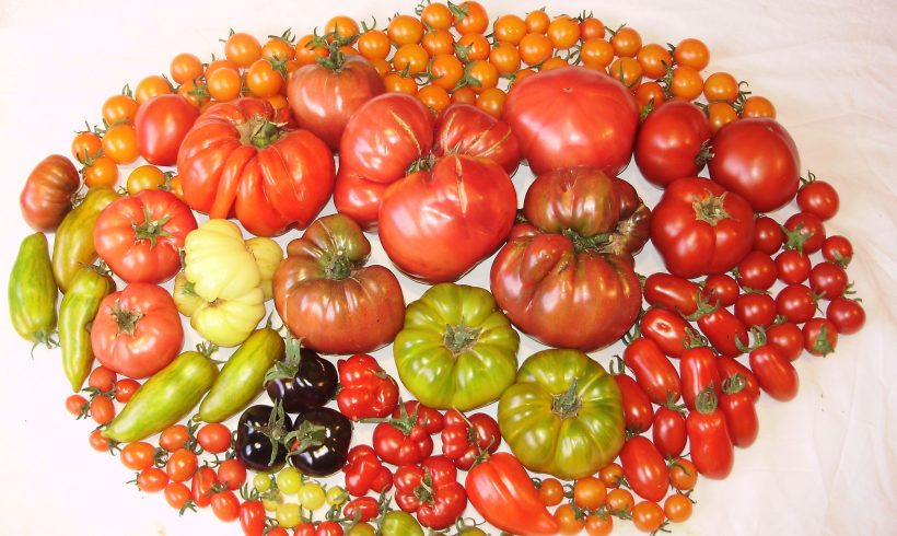 How To Grow The Best Tasting Tomatoes – February 2020 BOOM! Magazine