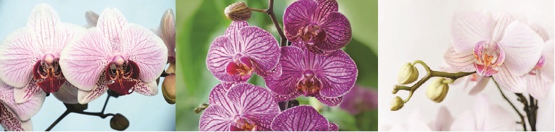 A Beginner’s Guide to Orchids – December 2021 BOOM! Magazine