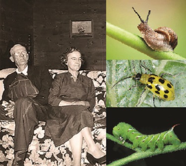 Old Timey Pest Control – June 2021 BOOM! Magazine