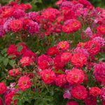 A Story About Roses