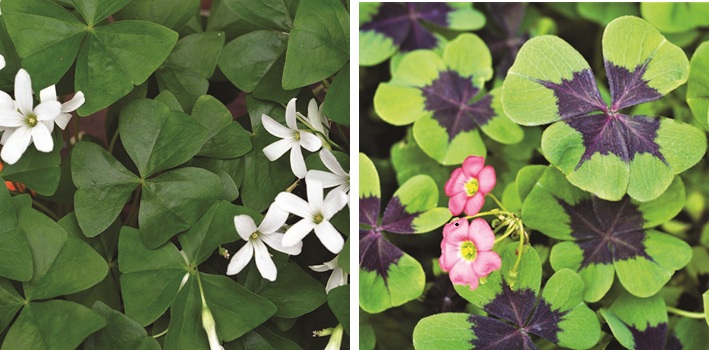 Shamrocks are for Sharing